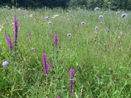 Wonderful Wildflowers Guided Walk at Brigit’s Garden