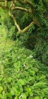 St Bridget's Well Project with Colum Walsh, Community Water Officer