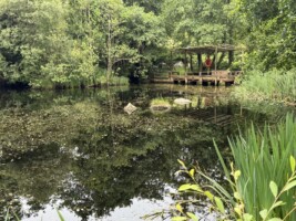 Nature restoration in action at Brigit’s Garden