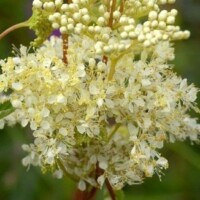 'Paula's Plants'