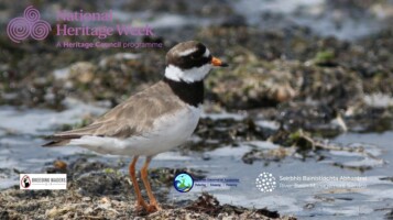 Plover Lovers! The Year of the Ringed Plover in Maharees
