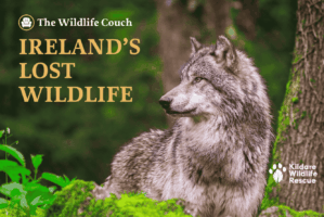 Ireland's Lost Wildlife Talk