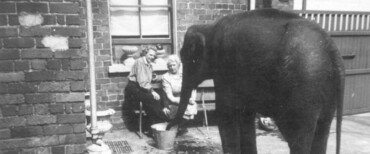 Sheila the Elephant: A Wartime Tale from Belfast