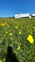 Guided Wildflower Walk Wild Nephin National Park