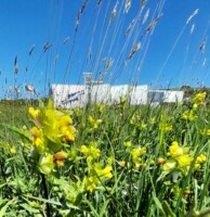 Wildflower Meadow Guided Walk