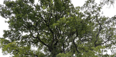 Ogham Grove: A Journey Through Trees and Writing