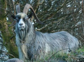 Ancient DNA of the Old Irish goat