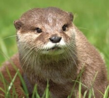 Learning about Maharees Otters and How to Support them