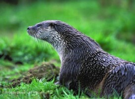 Otter Identification on the Inagh River in Inagh Village