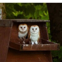 Celebrating our Natural Heritage - Swifts and Barn Owls