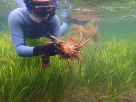 Citizen Science Snorkel Biodiversity Discovery Day