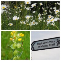 Wildflower Walk with Wildflower Seed Saving