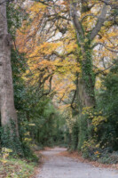 The Native Trees of St. Enda's Park: A Guided Walk