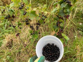 Carnew Food Foraging Trail: Celebrating the Power of Community