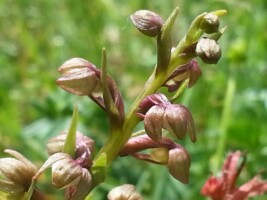 Nature Through Art – A Children's Biodiversity Celebration