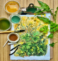 Heritage Biodiversity Guided Walk & Art Workshop