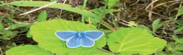 Bird and Insect Migration — Guided Walk