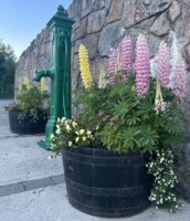Fingal Historic Water Pumps - A wander round’ the wells of Naul