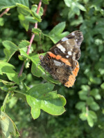 Phibsboro Urban Hedgerow Walk & Talk