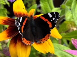 Guided Butterfly walk at Brigit’s Garden