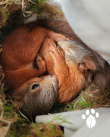 Wildlife Heritage - How to better care for it