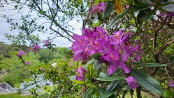 Invasive Alien Plant Species: a walk in Glengarriff