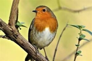 Tullahought's Bird Life, - Our Feathered Friends