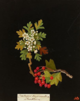 Historical Herbalism at Castletown House