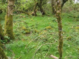 Researching and Recording the Cillíní of County Mayo