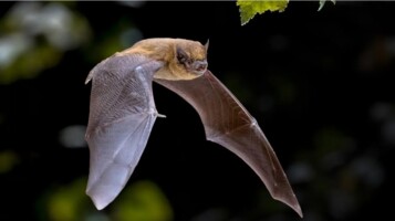 Bat Talk & Listening Event Digby Lock Bridge