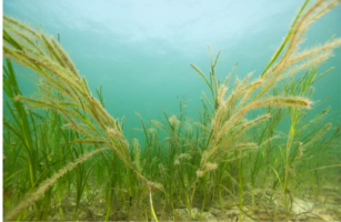 Seagrass in Clew Bay - at risk or thriving?