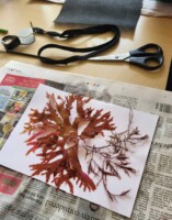 A Seaweed Workshop: pressing, poetry and projects