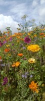 Rebel Seed Saving: Keeping Heritage Alive One Seed at a Time