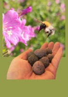 Seed Bombs & Pollinator Heroes workshop