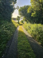 Healing Plants and Seaweeds of Bunlacky Shore, Dunkineely