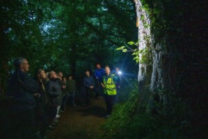 Woodlands for Bats: A Walk and Talk Event in Balrath Woods