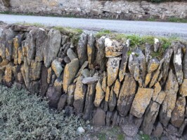 Stone wall Conservation at Saleen Creek