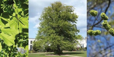 Tree Trail Walk and Talk In Monkstown
