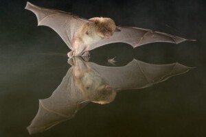 Bat Talk and Bat Walk for all the Family