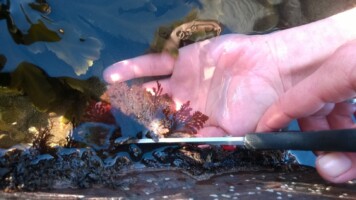 Seaweed Foraging Talk on Quilty Beach