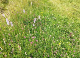 Managing Spaces for Biodiversity: Actions for Local Communities