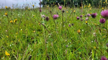 Native Wildflower Seed Saving