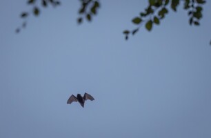 Exploring the Bats of Shannon Bank Park