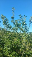 Appletree care morning