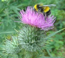 Wildflower Identification and Foraging Walk