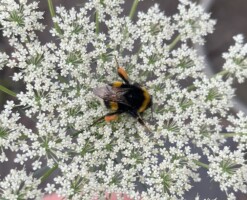 Follow the Buzz - Jack's Stop, Streamstown