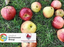 Headford Orchard Mapping Project; Identifying and tasting varieties