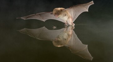 Royal Canal Bat Walk