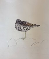Fragility in Nature, from the Highlands to Kilworth, my Father’s Art - An Exhibition of the Drawings of D.N. Weir.
