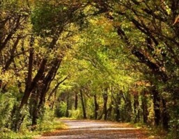 Walk through Tintern Wexford